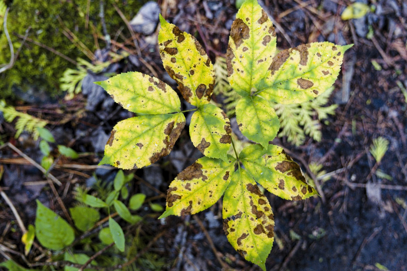 Tizón temprano (alternaria) del tomate: manchas con anillos en hojas y fruto