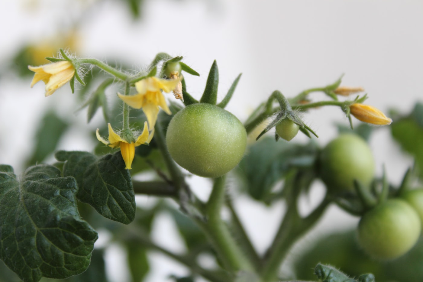 No cuajan los tomates: por qué caen las flores