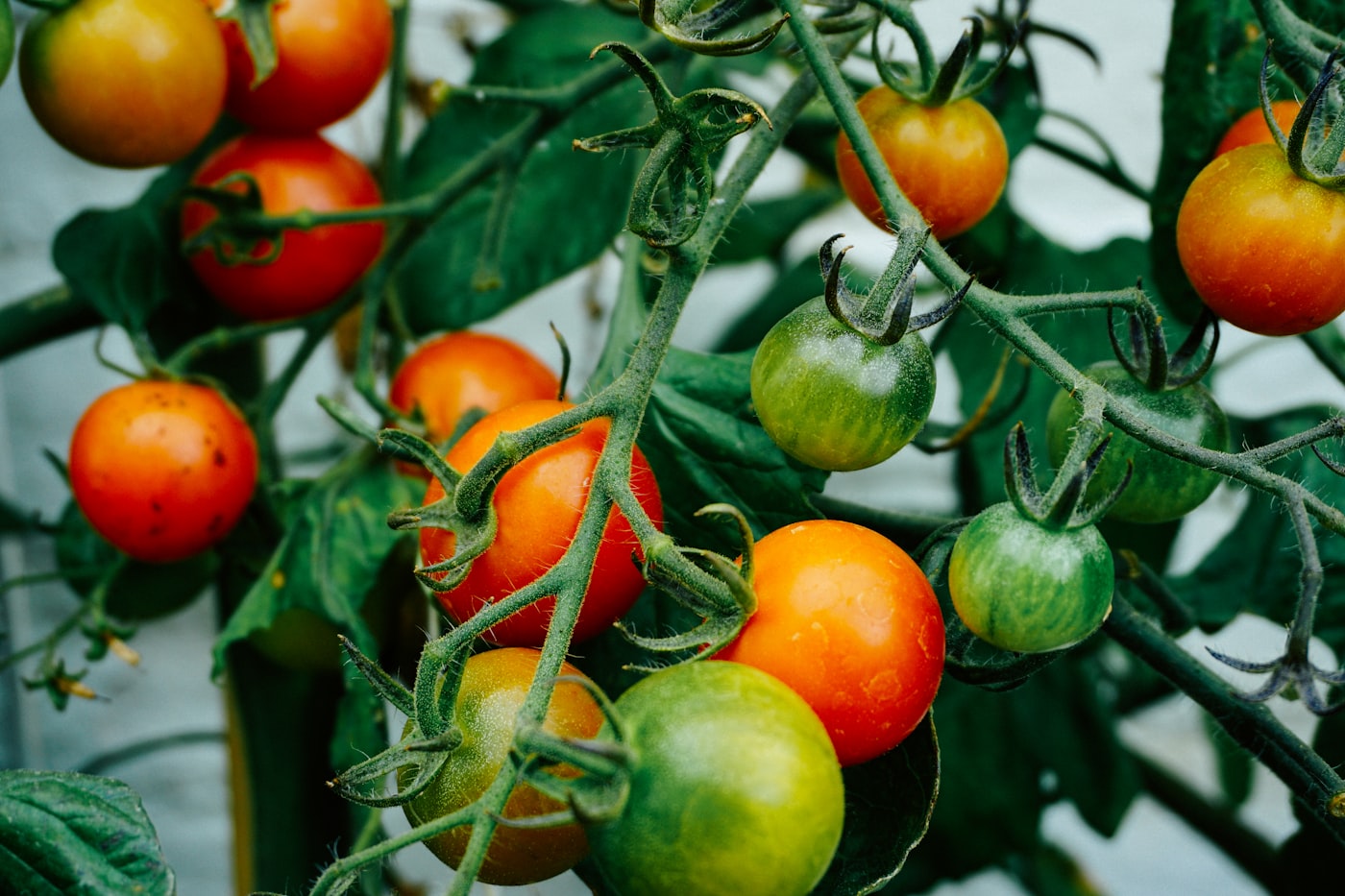 Tomate determinado o indeterminado: diferencias y cuál plantar