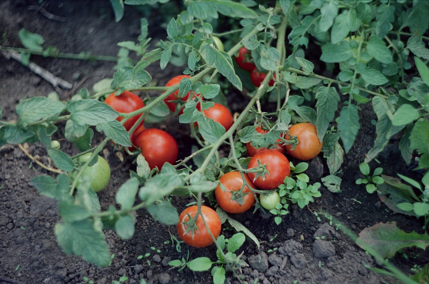Por qué salen los tomates pequeños (y cómo conseguirlos grandes)