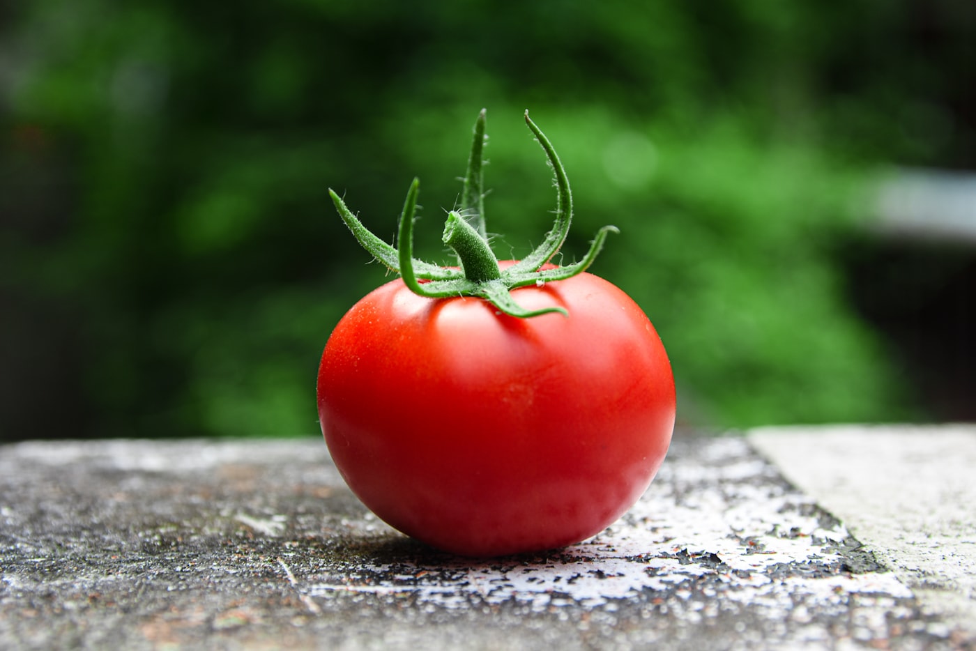 Tomate Feo de Tudela